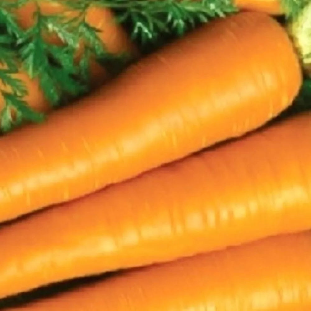 Imperator Carrot Seeds | Heirloom Non-GMO | Daucus carota Garden Seeds