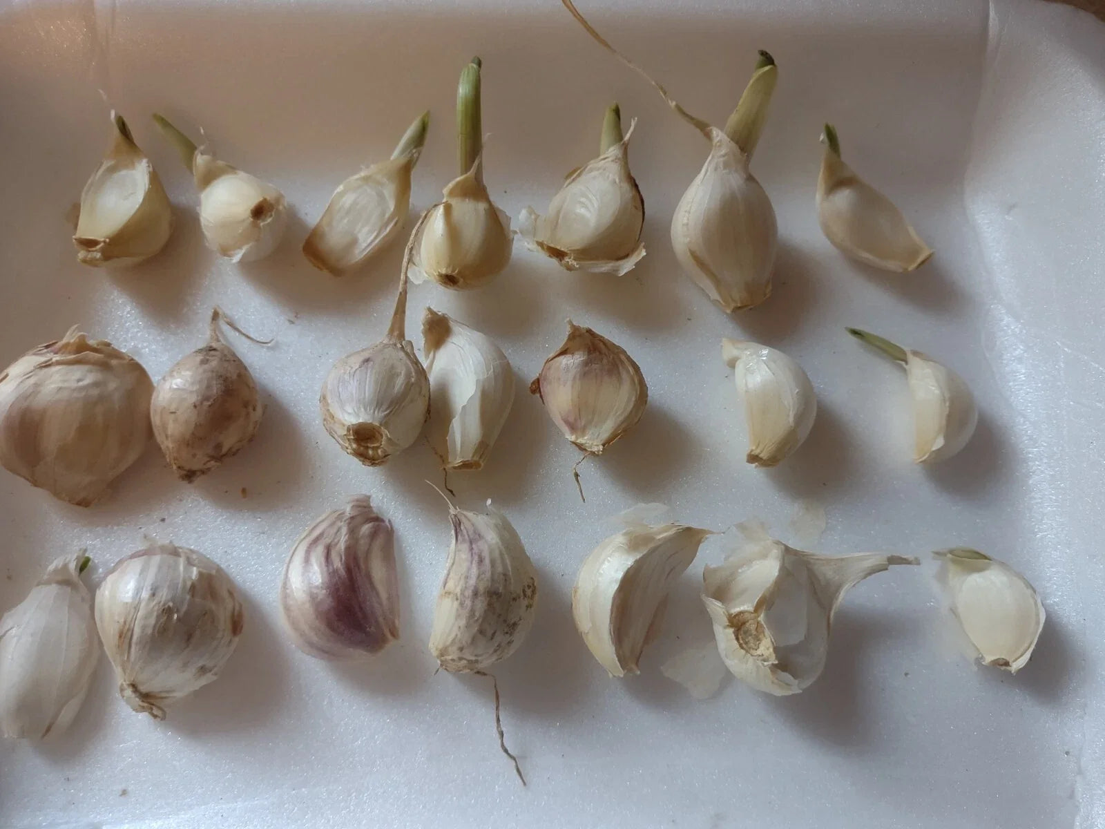 Organic Medium Garlic Cloves Seeds for Planting - Allium sativum, Sprouted, Hand-Harvested