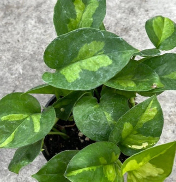 Global Green Pothos Cuttings - 2 Fresh Epipremnum aureum Propagation Vines, No Roots, Indoor Plant Cutting