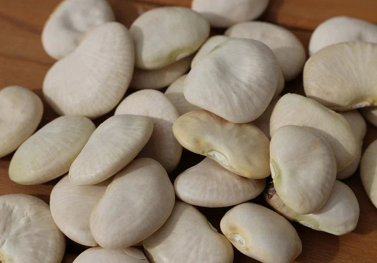 Lima Bean Seeds - Burpee Improved Variety - Phaseolus lunatus - Fresh Planting Seeds for Home Garden