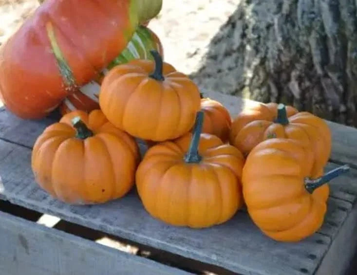 Orangita Pumpkin Seeds - 10 Pack Small Vibrant Orange Cucurbita pepo for Fall Garden Planting