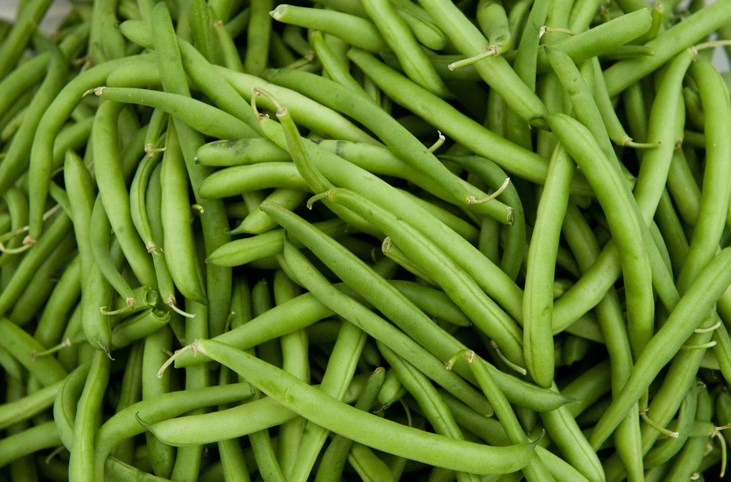 Green Bean Seeds - Tenderette Phaseolus vulgaris - Fresh Seeds with Free Shipping