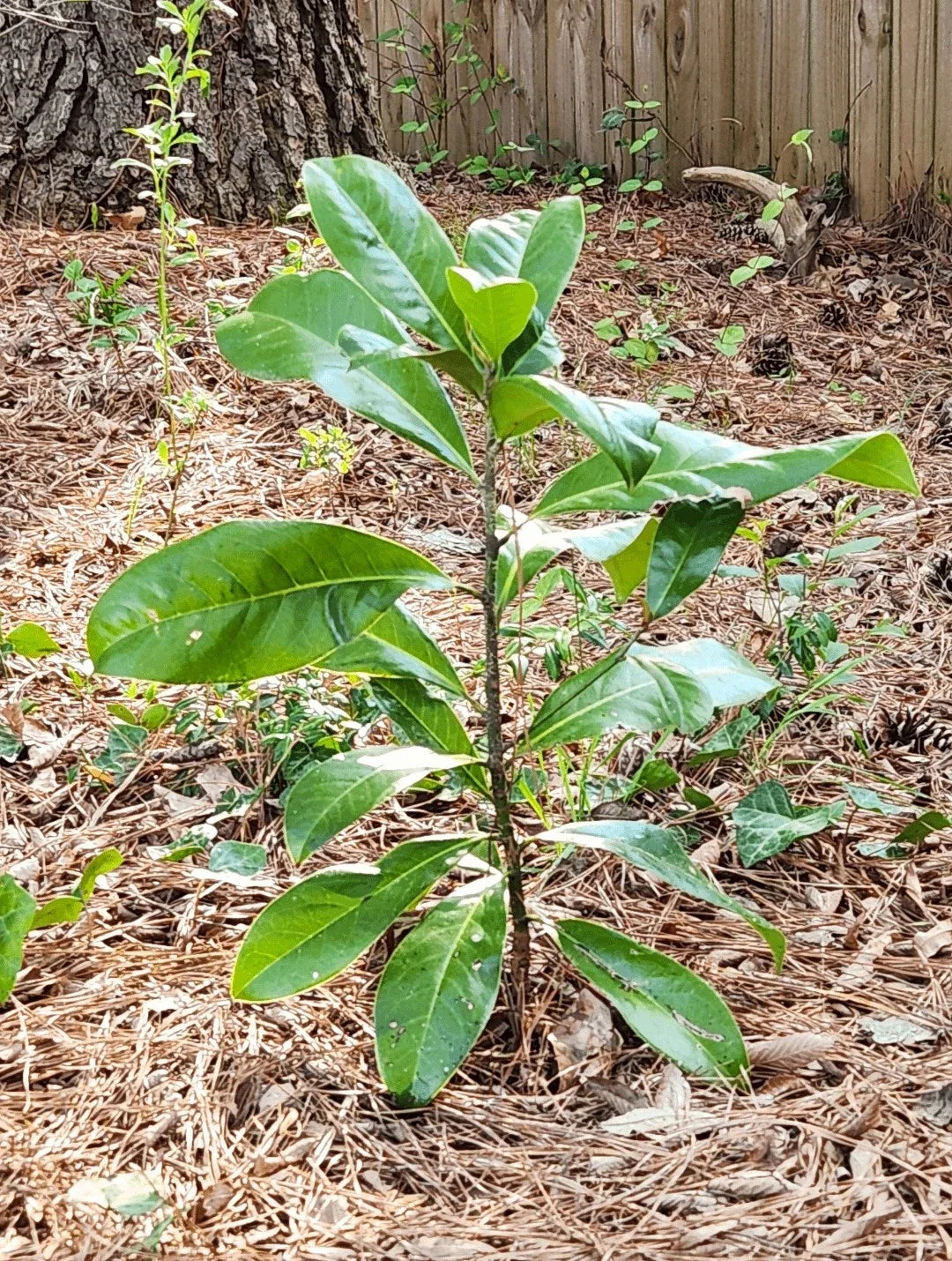Live Magnolia grandiflora Southern Magnolia Tree - 1-2 ft Evergreen Sapling for Garden & Landscaping