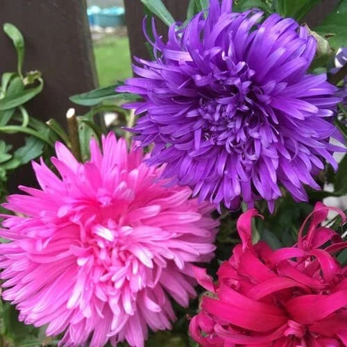 Aster Flower Seeds - 100 Seeds - Vibrant Colors for Garden & Cut Flowers - Aster spp.