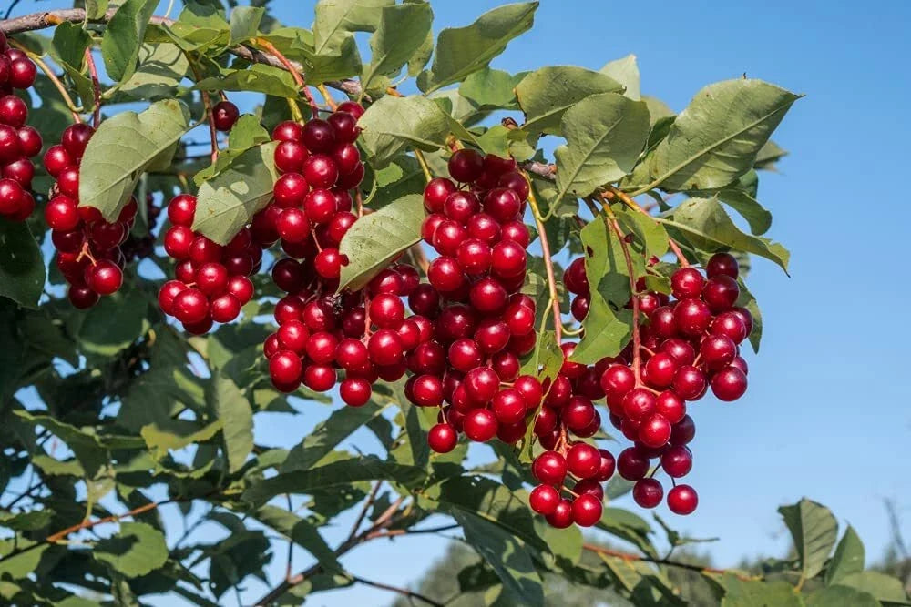 Chokecherry Seeds for Planting - 30 Pack - Edible Fruit for Jam & Syrup - Prunus virginiana