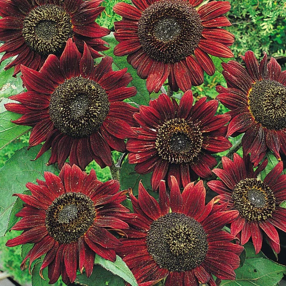 Sunflower Seeds Pack 50+ Velvet Queen Helianthus annuus - Vibrant Burgundy Blooms, Easy to Grow, Attracts Pollinators