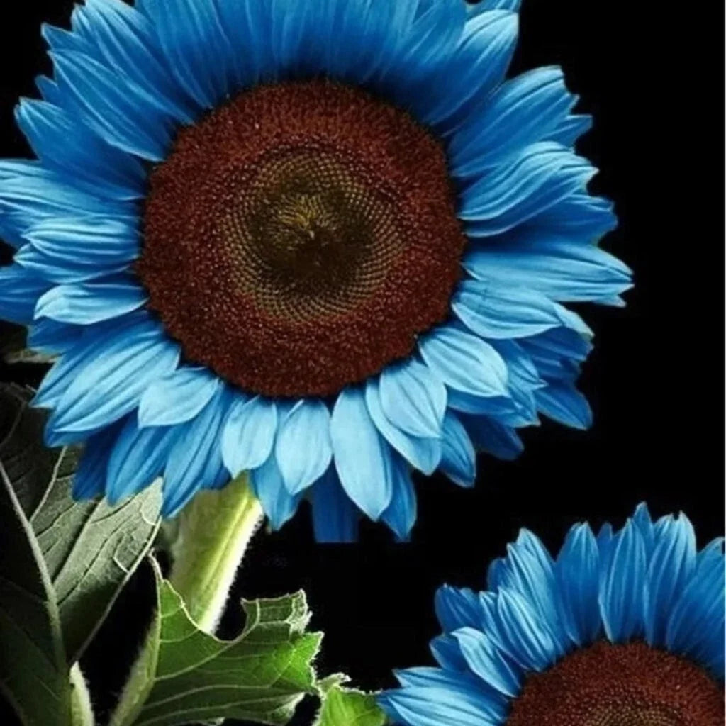 Blue Sunflower Seeds - Organic Helianthus annuus for Garden, Bonsai & Cut Flowers, 35 Seeds