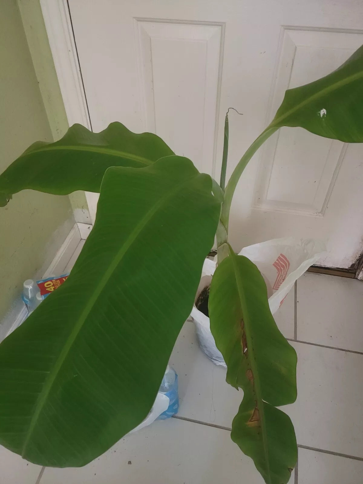 Plantain Plant 40-Inch Platano Macho Large Tree - Musa paradisiaca