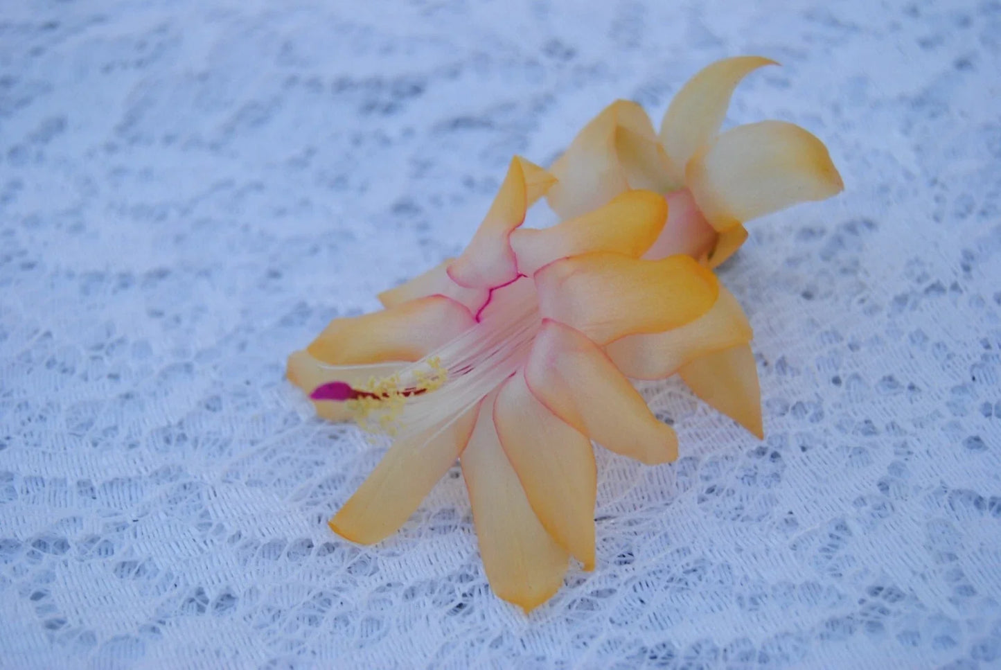 Christmas Cactus Starter Plant - Lemon Drop - Schlumbergera Truncata - Well-Rooted Indoor Plant for Home Decor