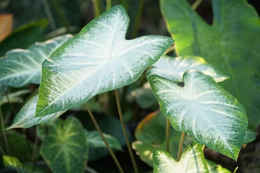 Caladium Bulbs for Planting - Fancy Varieties, Perennial Elephant Ears, Vibrant Foliage, Caladium bicolor