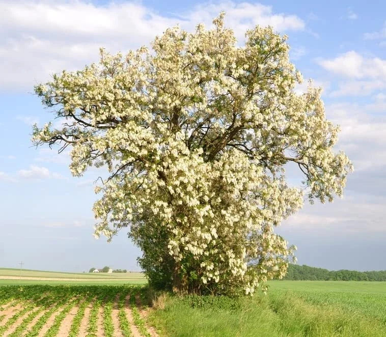 Black Locust Tree Seeds - 50 Pack Robinia pseudoacacia Fast-Growing Shade Tree for Landscaping
