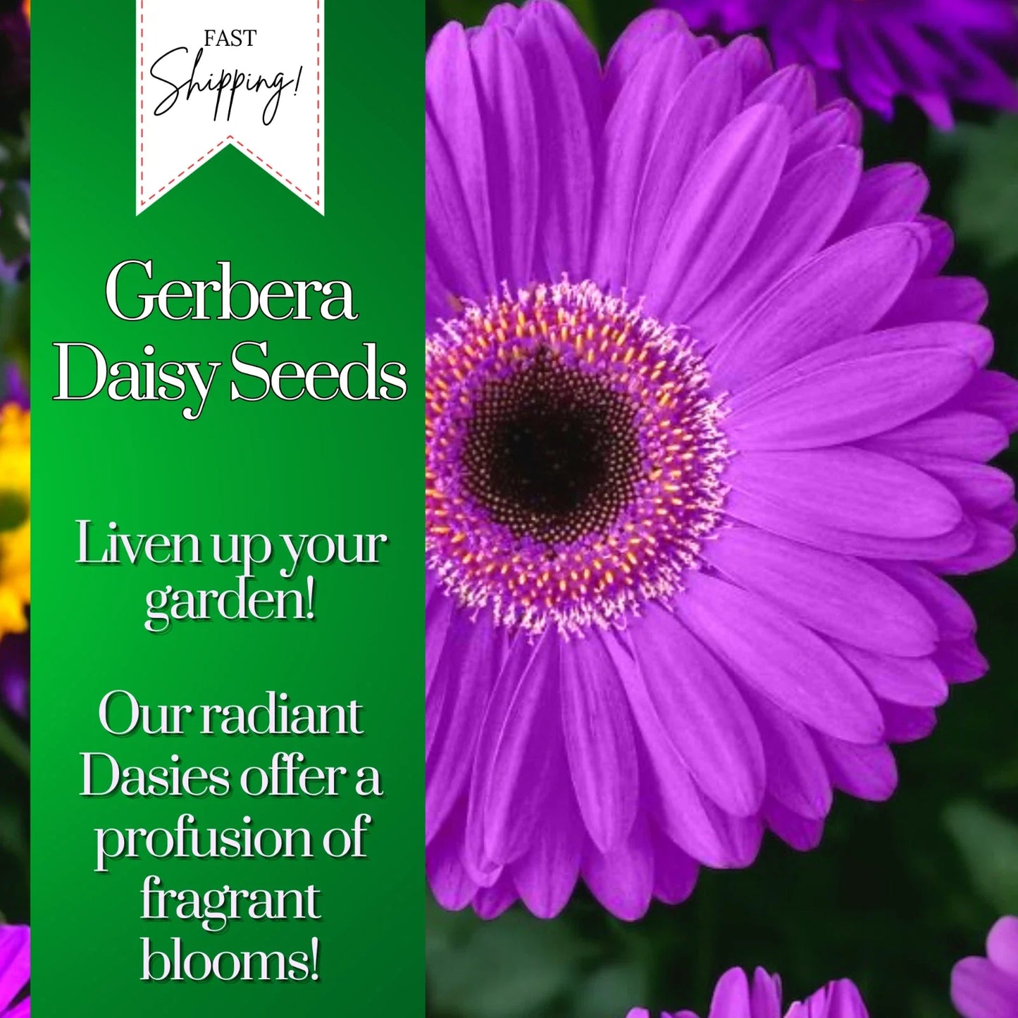 Gerbera Daisy Seeds - 50+ Colorful Annual Flower Seeds for Beds & Containers, Gerbera jamesonii