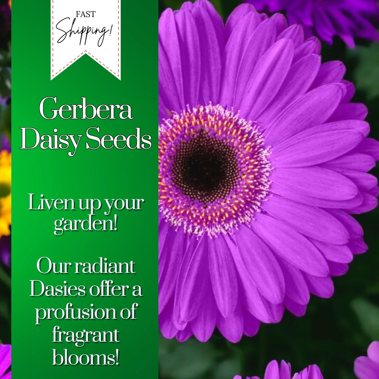 Gerbera Daisy Seeds - 50+ Colorful Annual Flower Seeds for Beds & Containers, Gerbera jamesonii