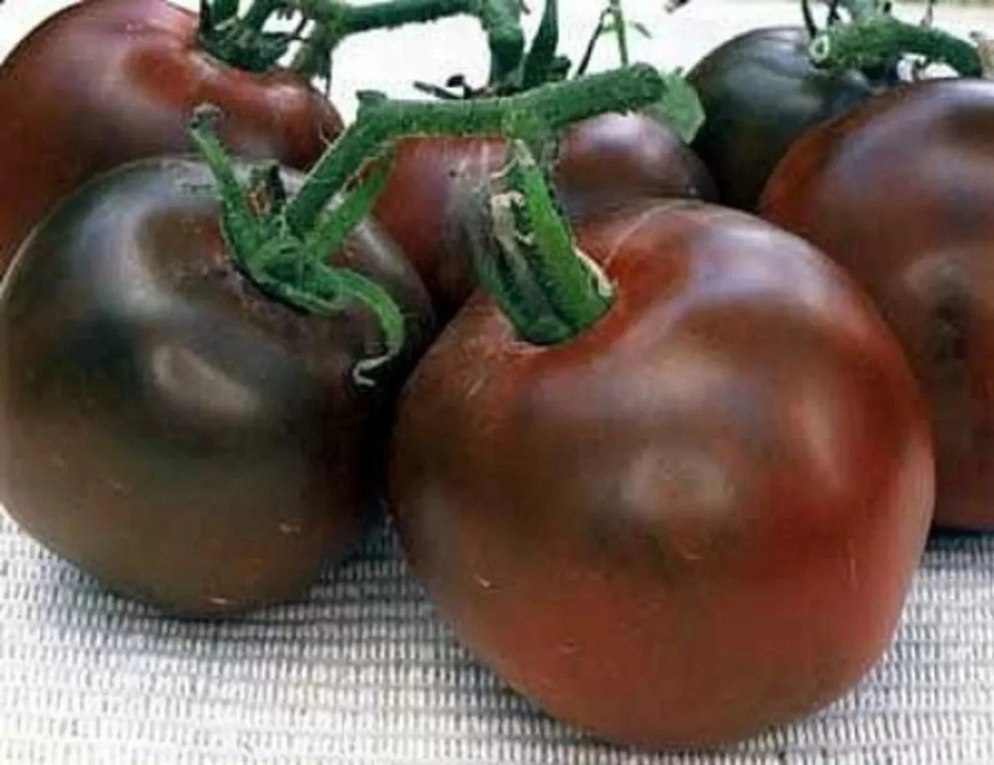 Black Prince Tomato Seeds - Organic Heirloom Non-GMO, Rare Solanum lycopersicum, 120+ Seeds for Home Garden & Container Growing