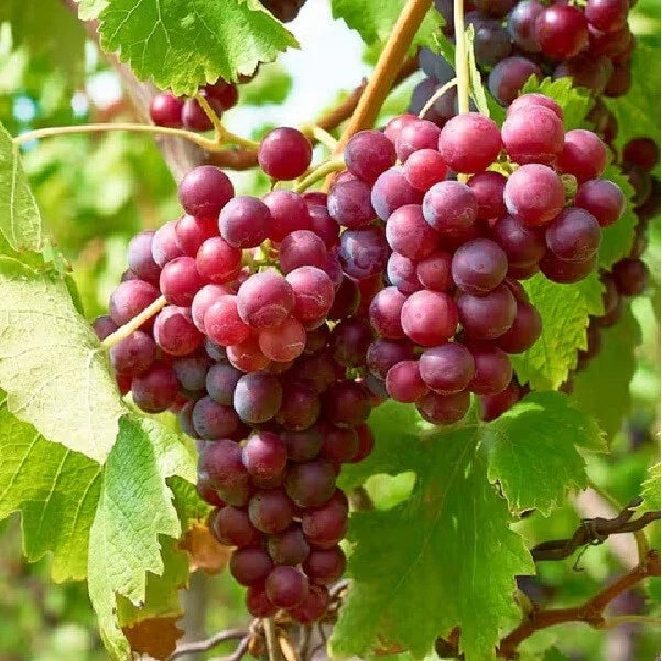 Live Red Crimson Seedless Grape Plant – Well-Rooted, Non-GMO Vitis vinifera for Garden or Vineyard
