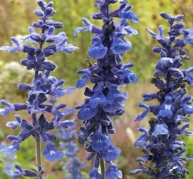 Blue Sage Flower Seeds 200+ Pack | Salvia farinacea Ornamental Garden Seeds