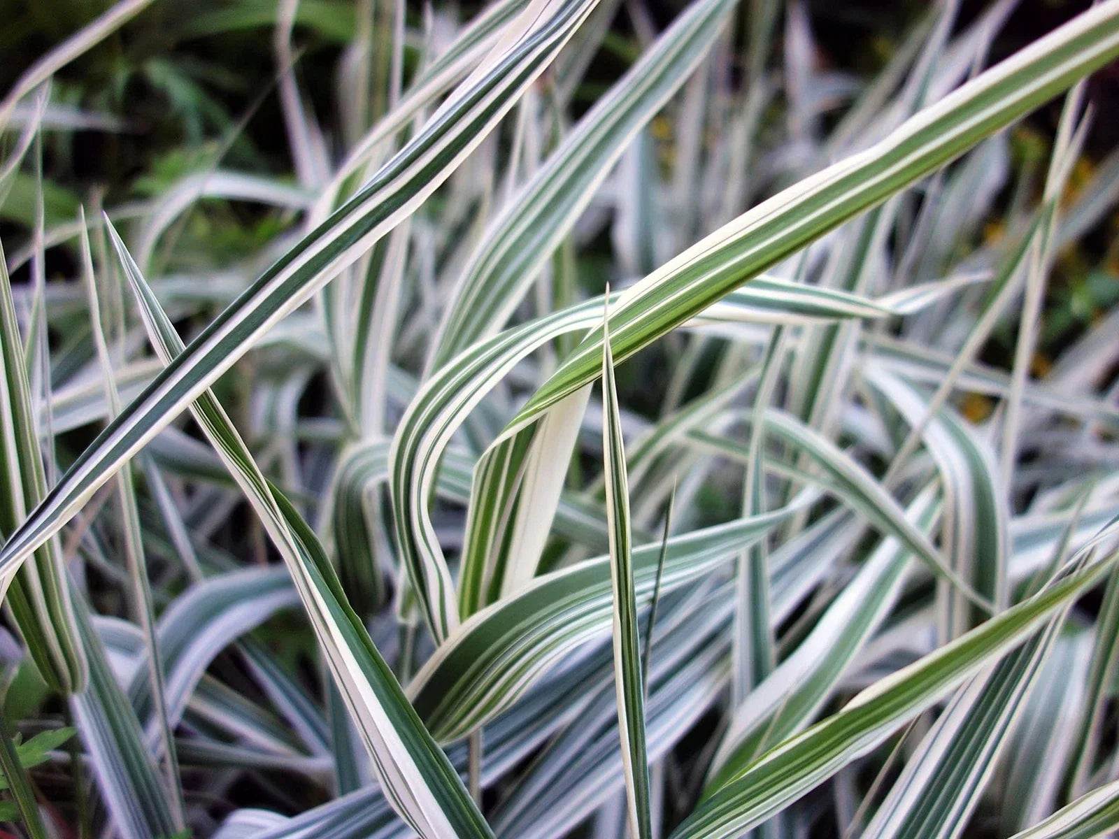 Reed Canary Grass Seeds - 1,000 Count - Ornamental Phalaris arundinacea for Landscaping, Erosion Control & Wildlife Habitat