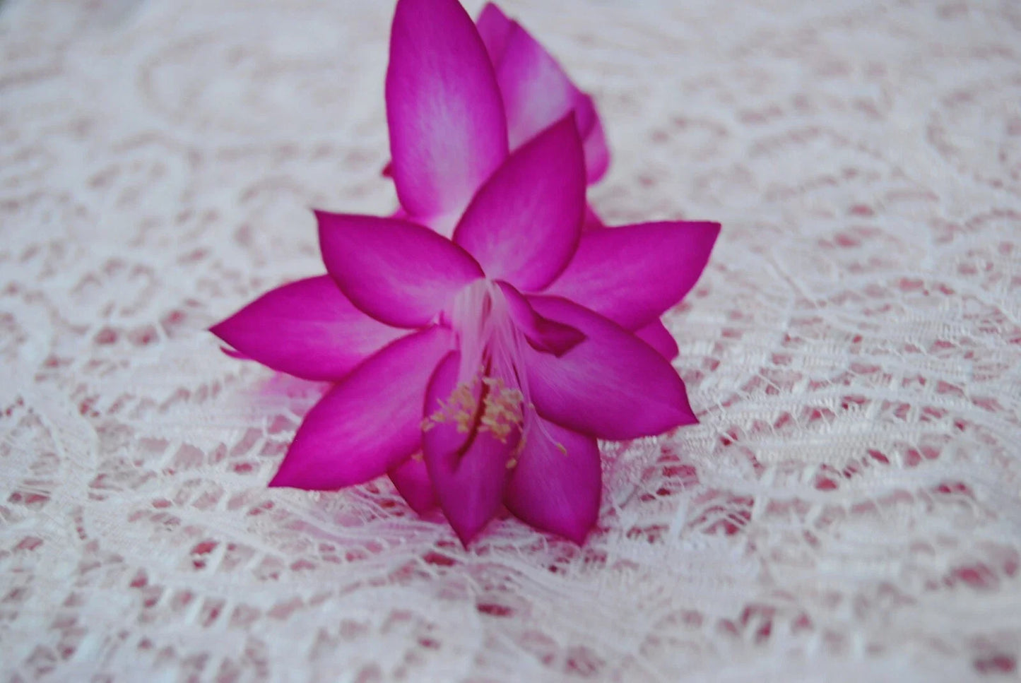 Christmas Cactus Starter Plant - Japanese Dream Schlumbergera Truncata Well-Rooted Indoor Plant