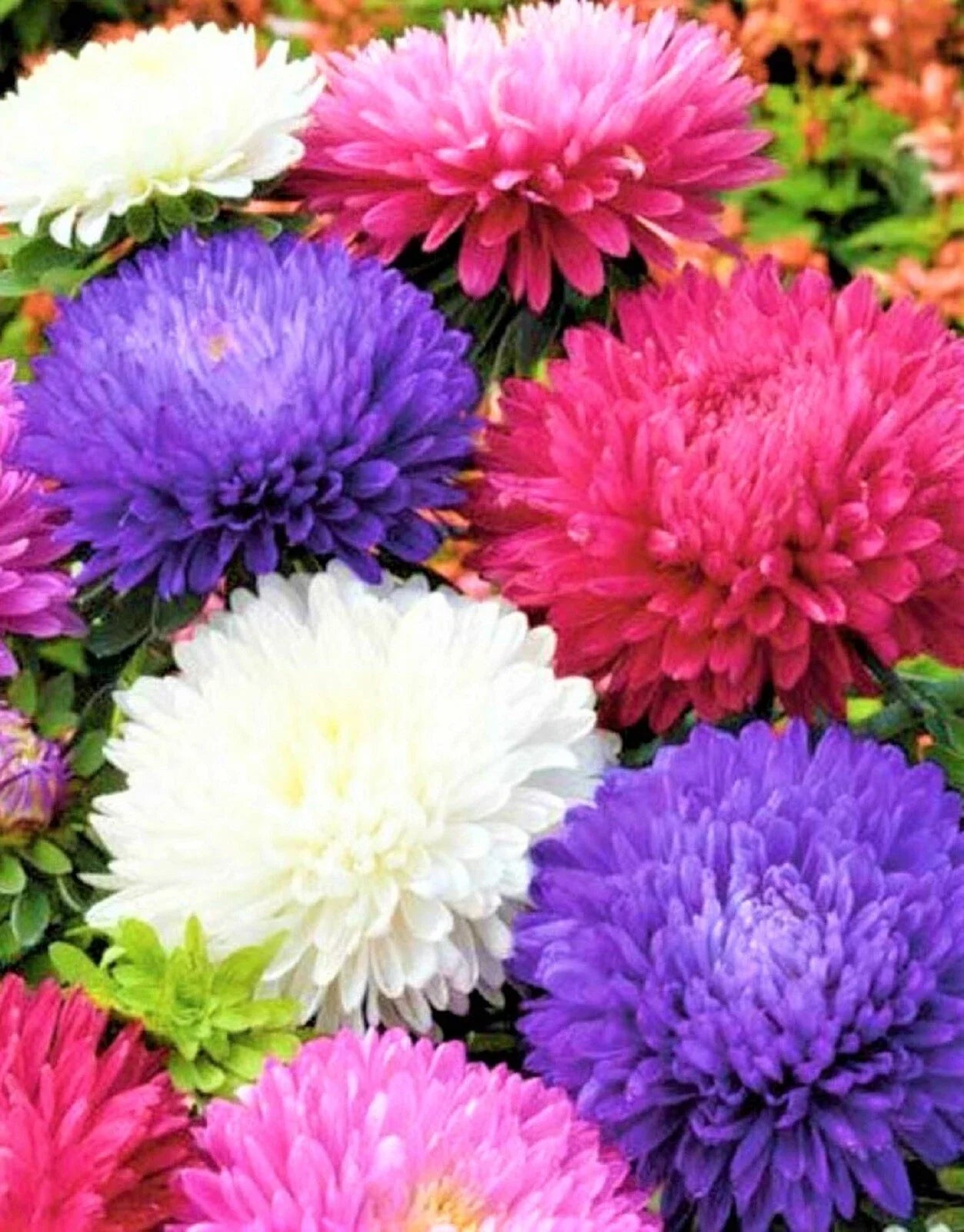 Aster Seeds Powder Puff Mix - Non-GMO Flower Seeds for Garden, 300+ Seeds, Bright Colorful Blooms, Attract Pollinators, Easy to Grow