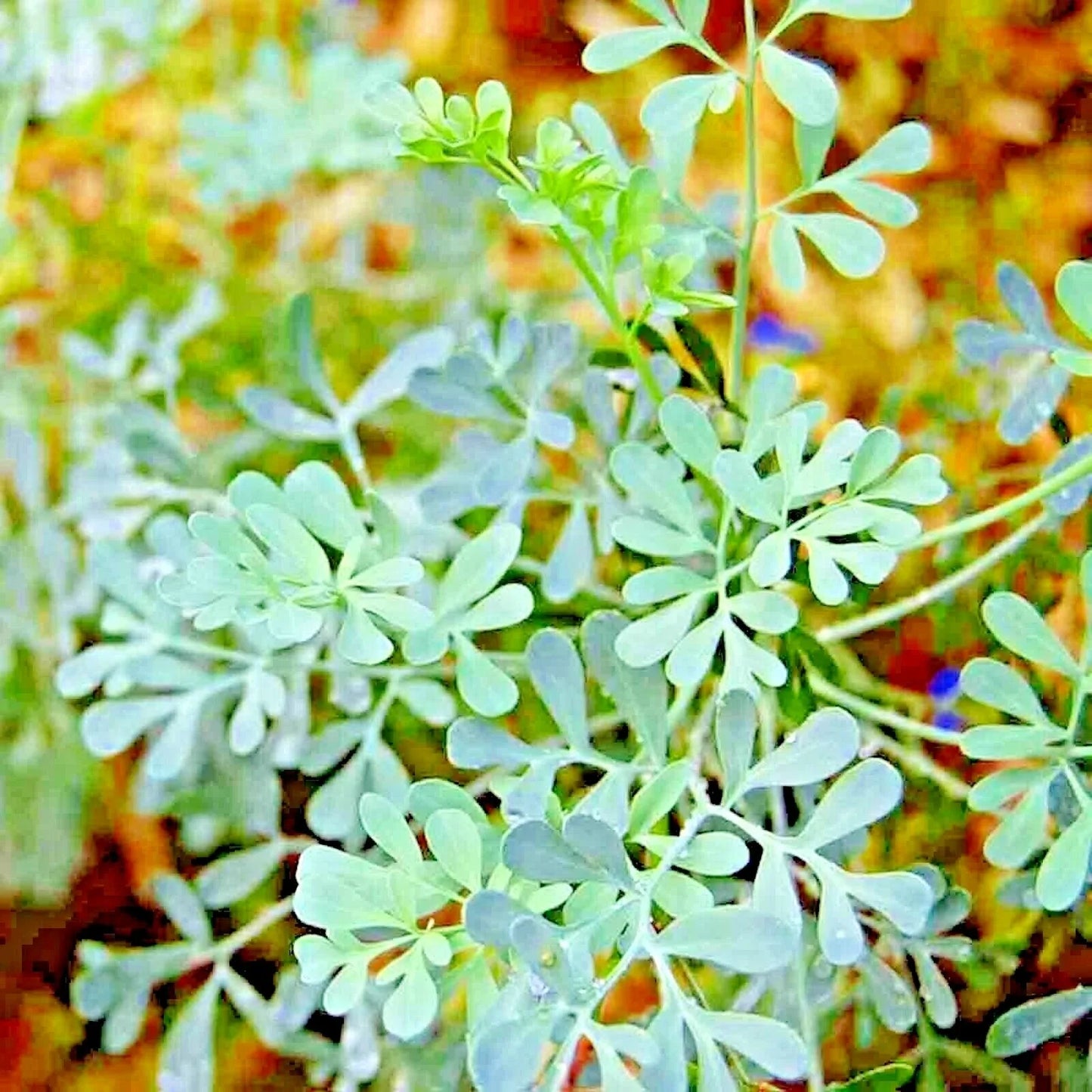 Rue Seeds - Heirloom Herb Packets for Pest Control - Ruta graveolens - Organic Insect Repellent for Gardens
