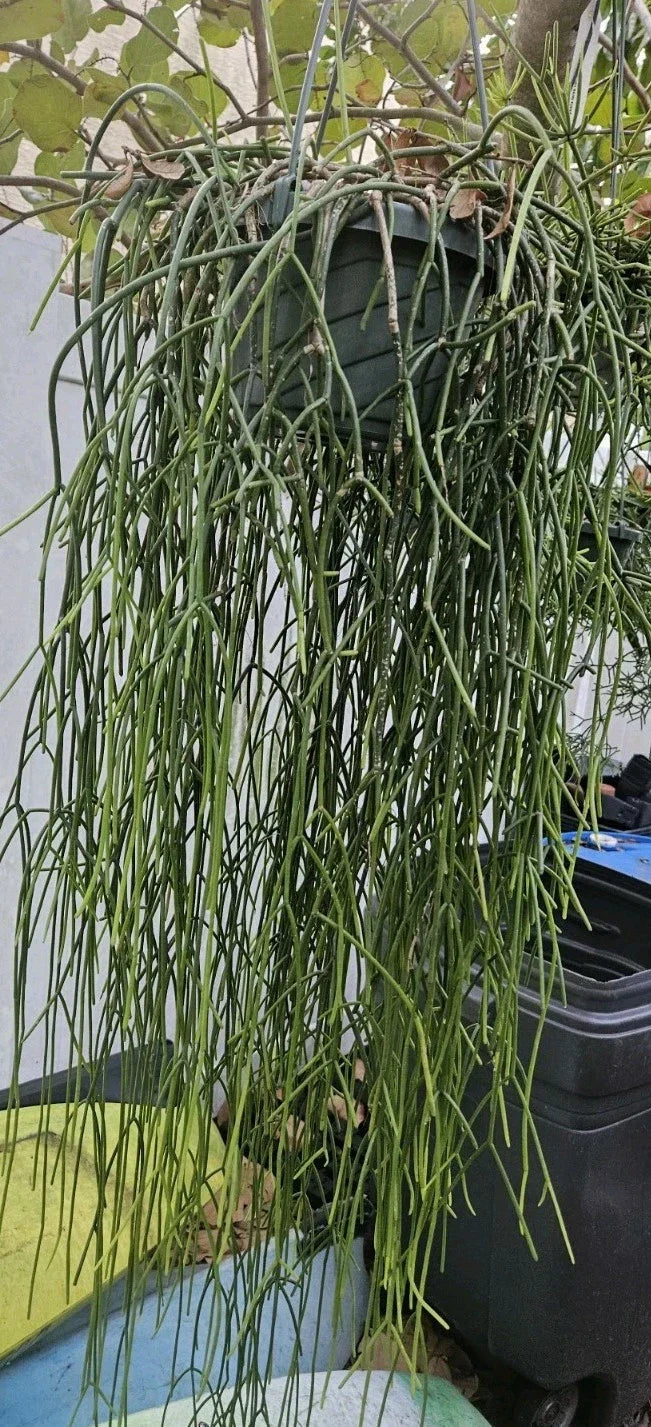 Rhipsalis baccifera ssp. baccifera Cuttings - 6 Epiphytic Mistletoe Cactus with White Blooms