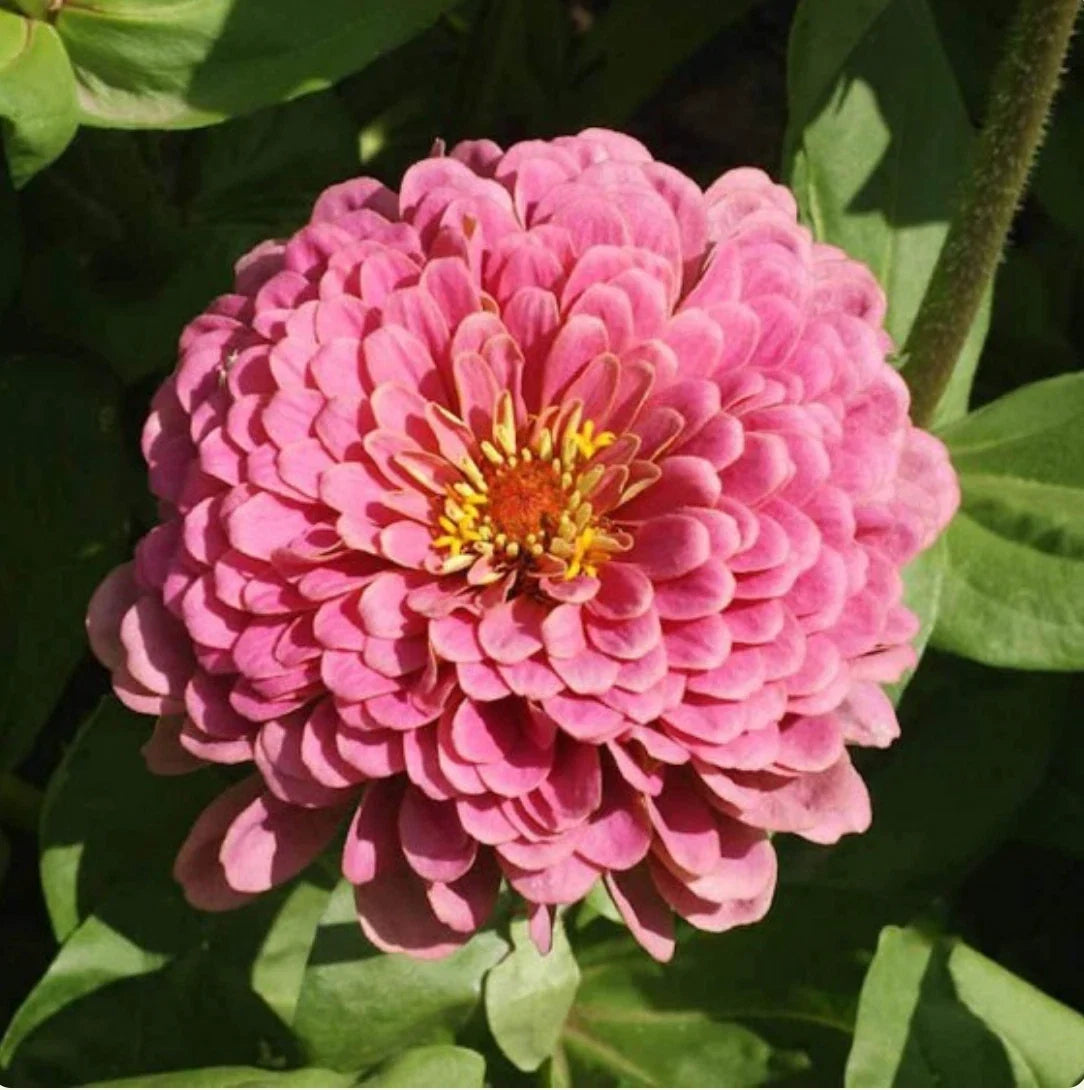 Zinnia Seeds - 25 Non-GMO Luminosa Pink Flowering Seeds for Butterflies & Hummingbirds - Zinnia elegans