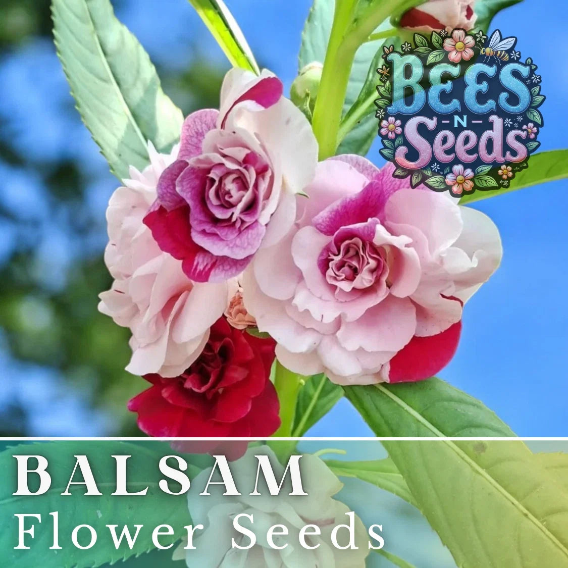 Balsam Seeds 75 Pack Impatiens Balsamina Flower Seeds for Garden & Patio Containers, Vibrant Blooms