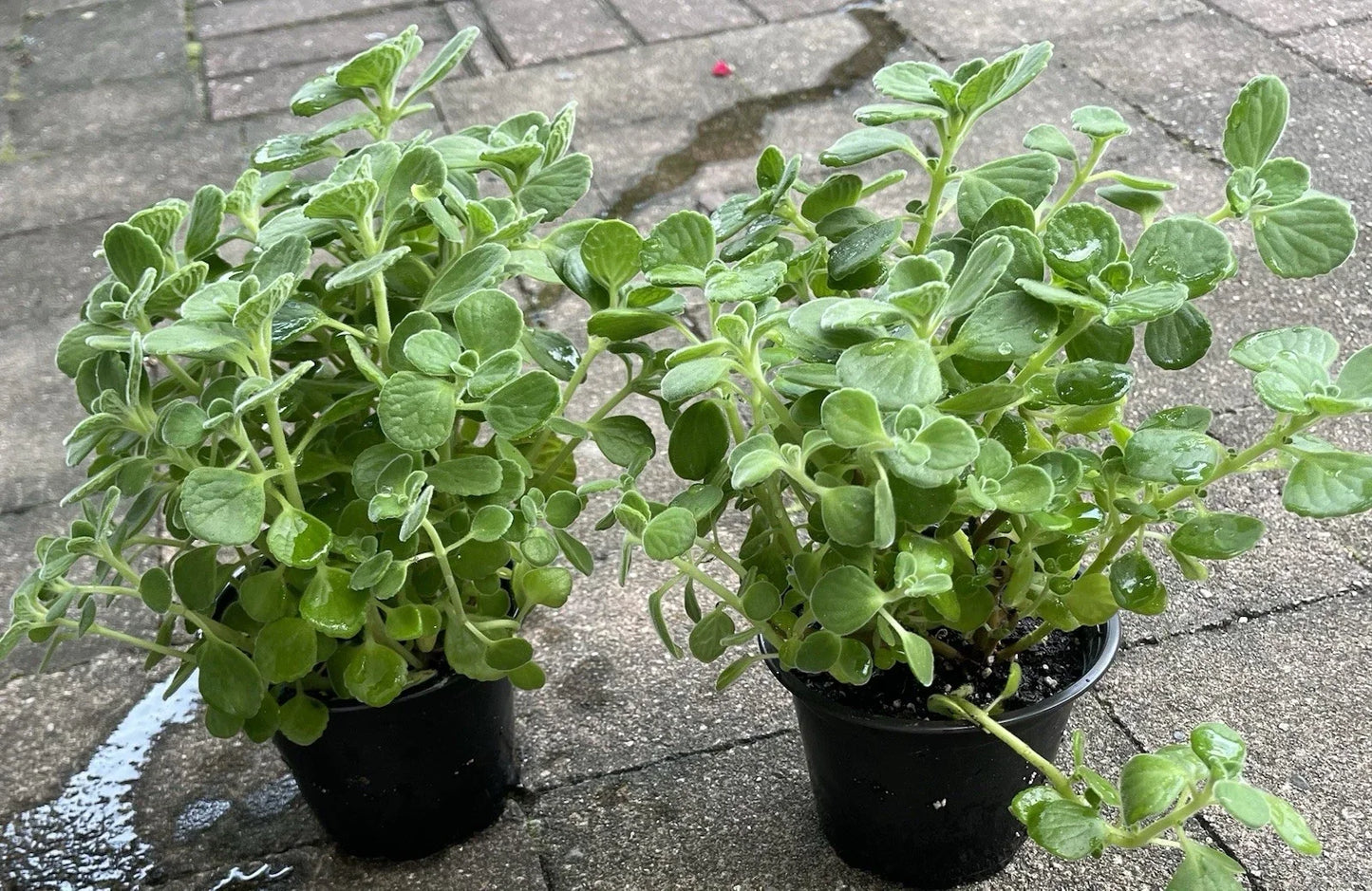 Vicks Plant Starter 4" Pot Plectranthus Tomentosa Aromatic Herb Indoor Outdoor Garden