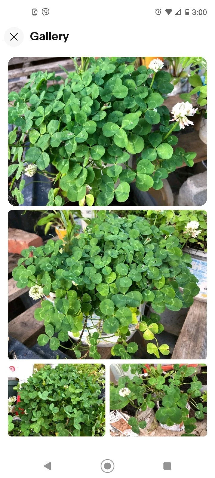 Dutch White Clover Plant – Live Organic Roots, Trifolium repens, Ground Cover, Nitrogen Fixer, Bees & Pollinators Friendly