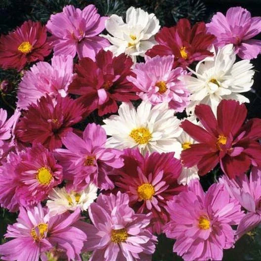 Cosmos Seeds 200 Count PSYCHE Mix Non-GMO Double Petal Flowers