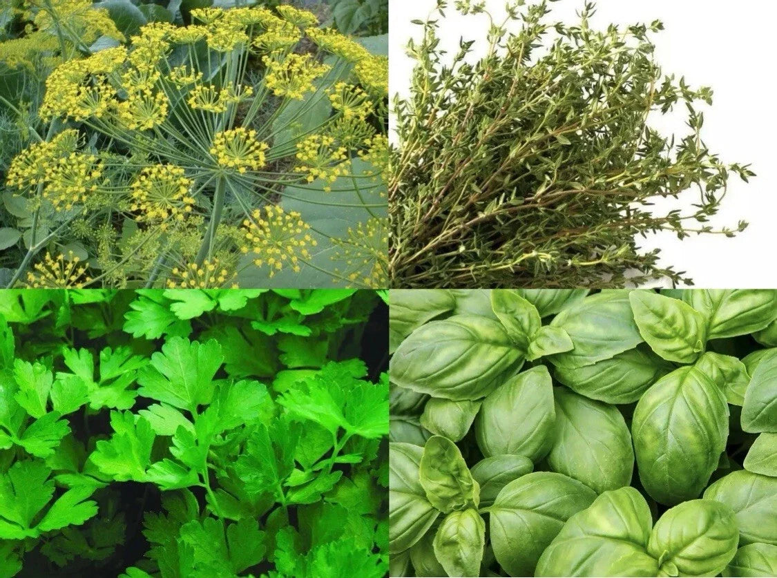 Culinary Herbs Seed Packets – Basil, Thyme, Dill, Parsley – Organic Non-GMO Garden Grow Collection