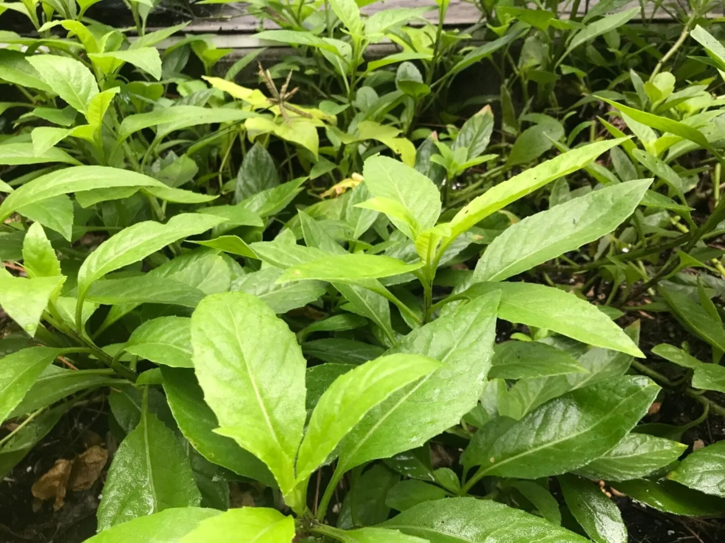 Longevity Spinach Cuttings 6" Gynura Procumbens Edible Perennial Vegetable, Easy to Grow, Vibrant Green Foliage