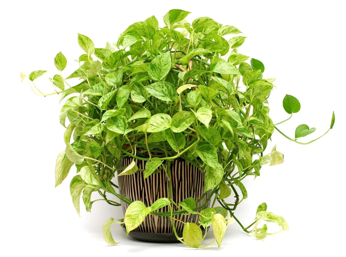 Pothos Plant Cuttings, 2 Live Rooted Plants, Epipremnum aureum, Indoor Houseplant, Easy Care Greenery