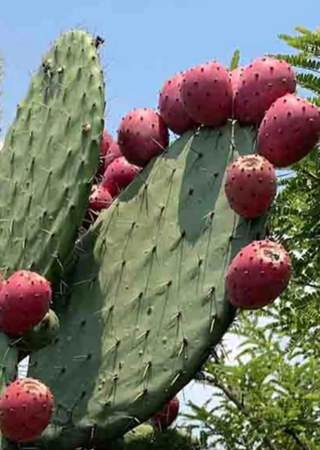 Red Prickly Pear Cactus Seeds - Opuntia ficus-Indica - 20+ Seeds for Gardens & Containers