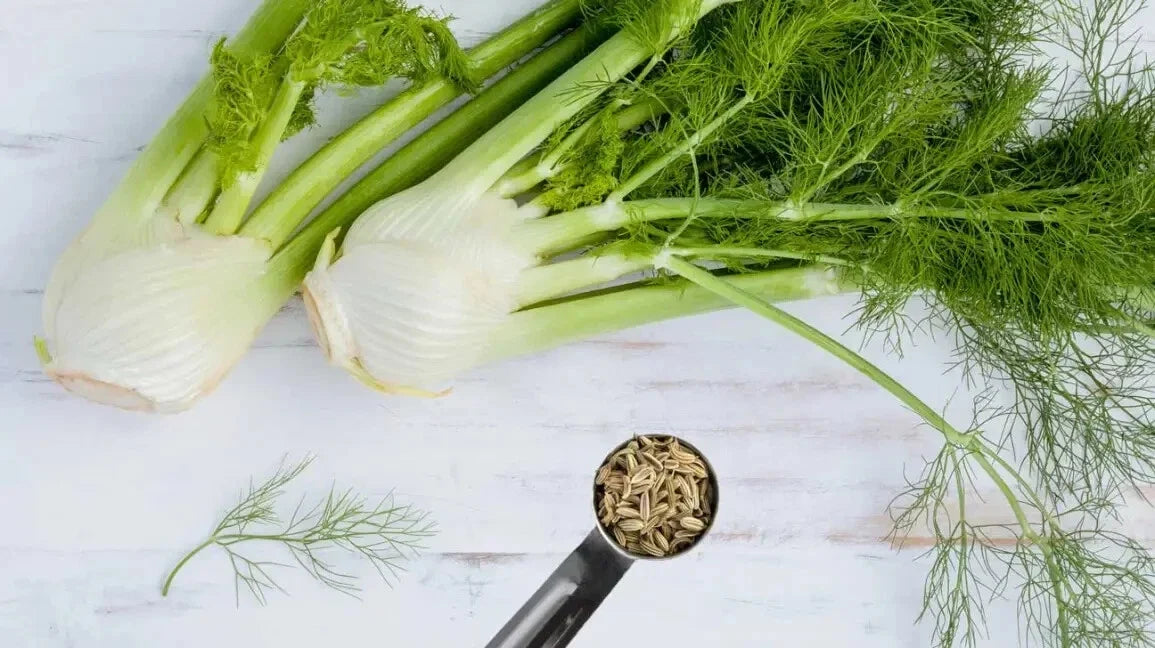 Fennel Herb Seeds - 15 Packets Foeniculum vulgare Culinary Herb Non-GMO Easy to Grow
