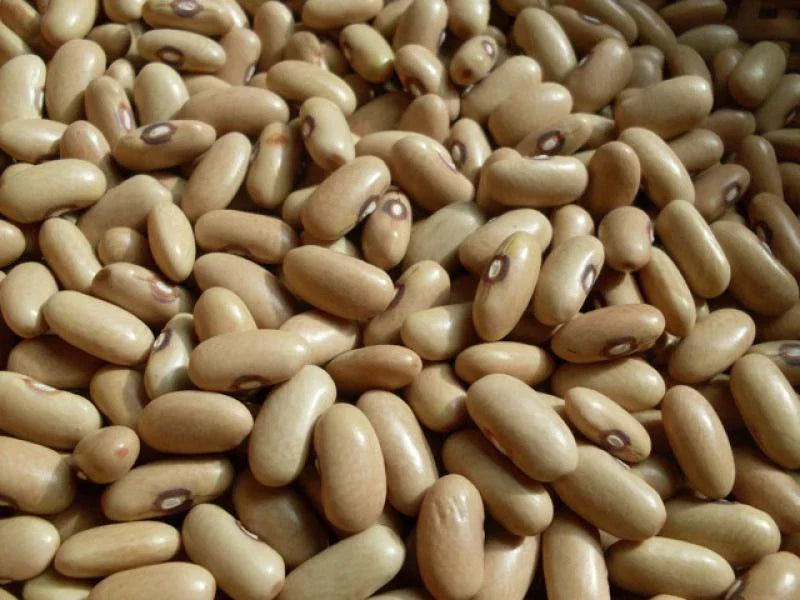 Arikara Yellow Bush Beans Seeds - Heirloom, Drought Tolerant, 10 Seeds, 85 Days