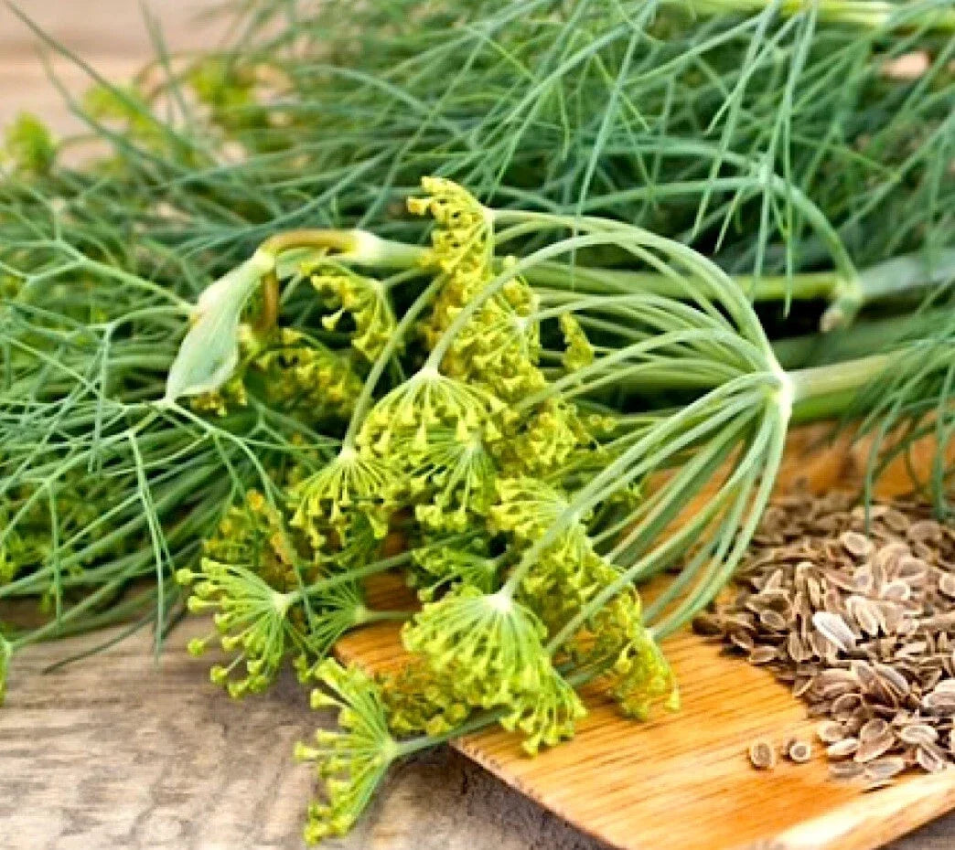 Dukat Dill Seeds - Heirloom Non-GMO Anethum graveolens - 500+ Seeds for Culinary & Garden Use