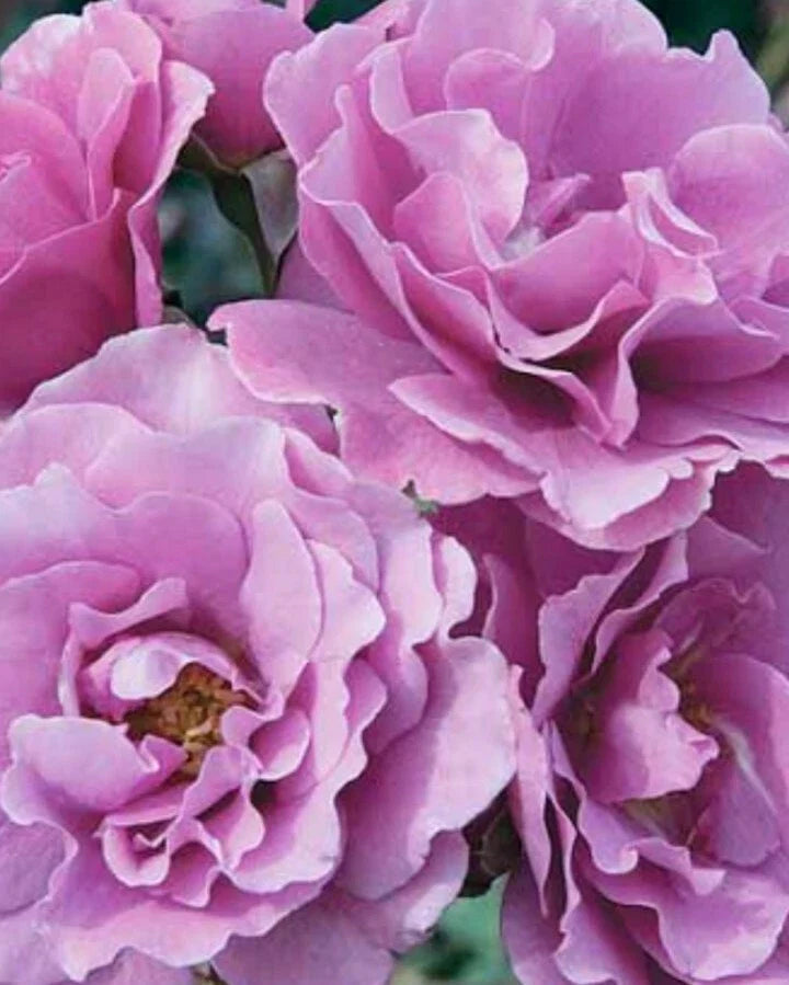 Angel Face Rose Cuttings - 5 Unrooted Pink Fragrant Rose Bushes Rosa 'Angel Face' for Gardening & Landscaping