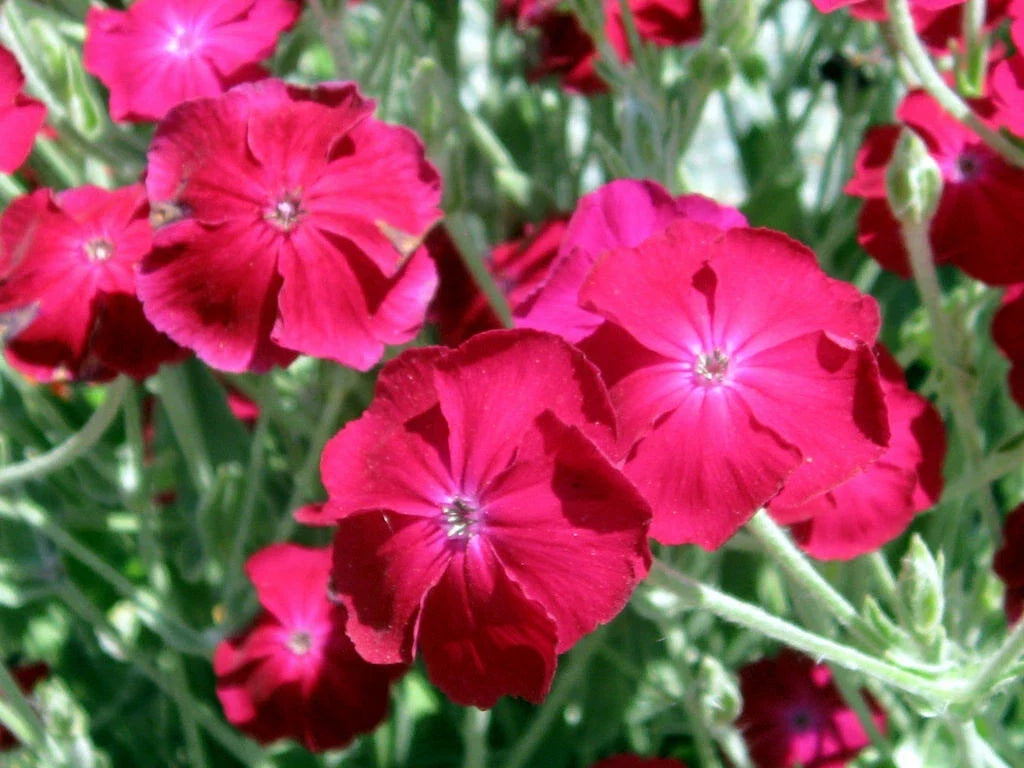 Rose Campion Seeds, 155 Count, Magenta Flowers, Fuzzy White Leaves, Lychnis coronaria, Perennial, Full Sun to Partial Shade