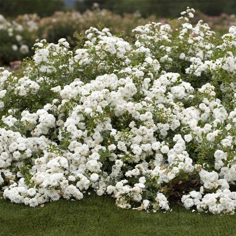 Rosa 'Icy Drift' Shrub Rose Cuttings - 6 Pieces - Hardy Groundcover Perennial
