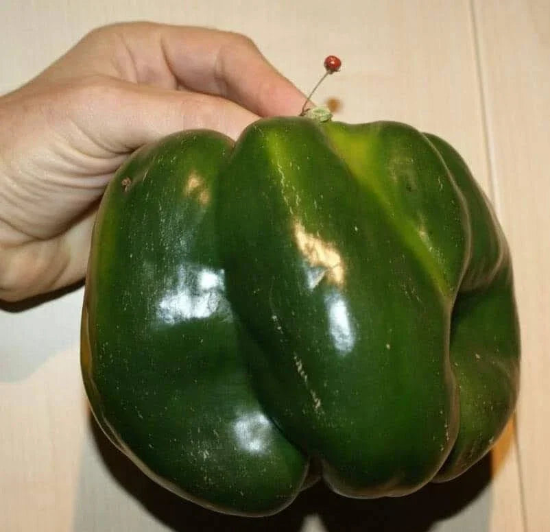 30+ Organic Heirloom Emerald Giant Bell Pepper Seeds - Non-GMO Sweet Variety