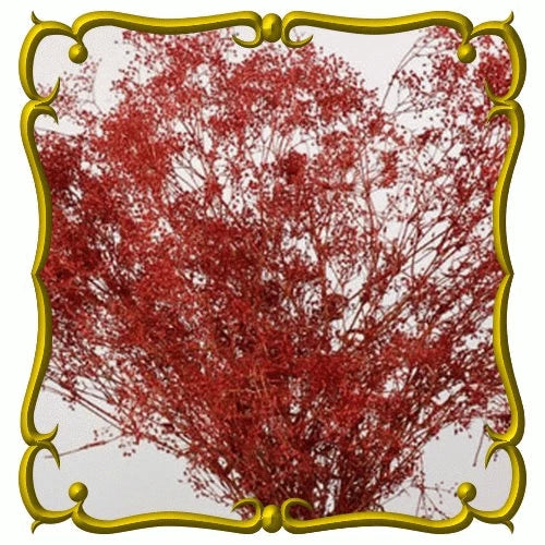 Deep Red Carmine Baby's Breath Seeds 100 Pack Gypsophila elegans for Floral Arrangements & Garden