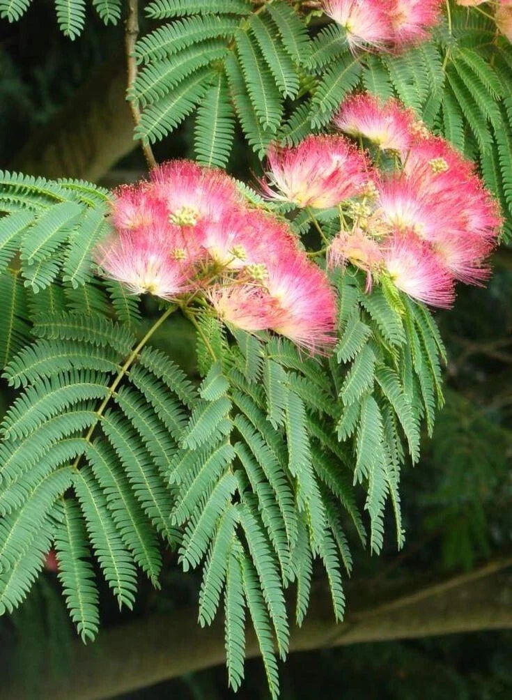 Silk Mimosa Tree Seedlings 2 Pack – Fragrant Pink Flowers, Albizia julibrissin Live Starter Plants for Garden and Landscape