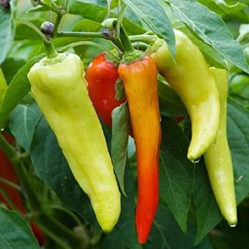 Sweet Banana Pepper Seeds - Non-GMO Capsicum annuum for Home Gardening