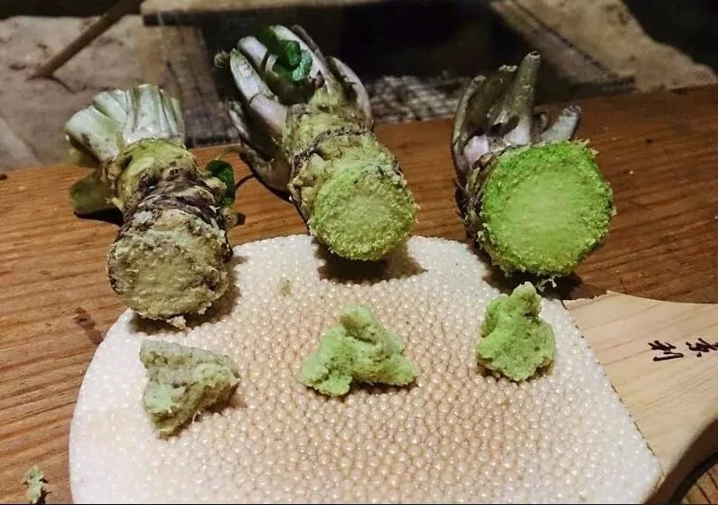 Japanese Wasabi Root Seeds – Organic Heirloom Culinary Herb – Wasabia japonica – 5 Seeds for Planting