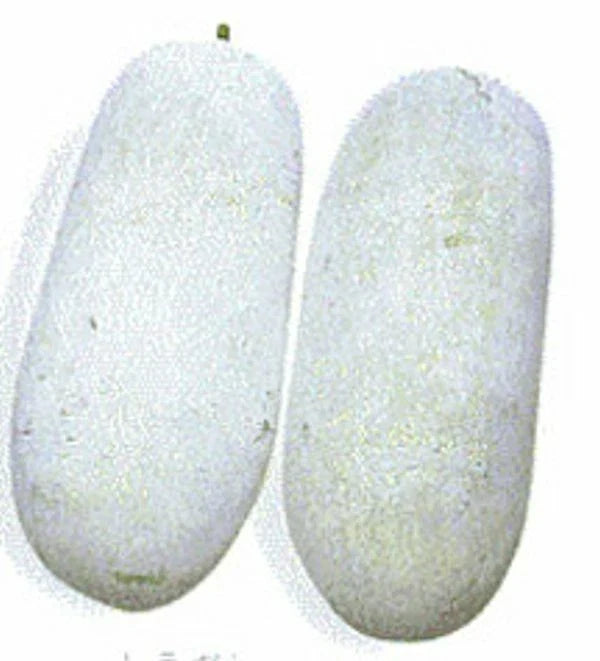 Wax Gourd Seeds - Fuzzy Winter Melon - Benincasa hispida - 30 Pack for Home Garden & Urban Farming