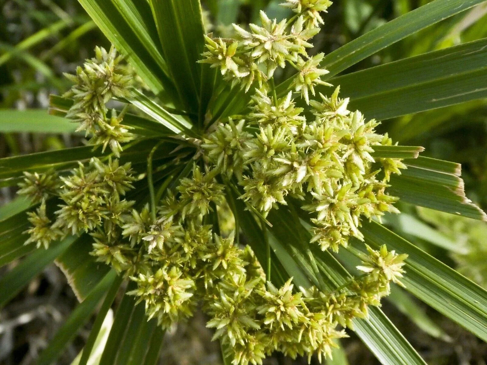Lovage Seeds - Herb Garden Seeds - Levisticum Officinale - Culinary Herb for Cooking & Gardening