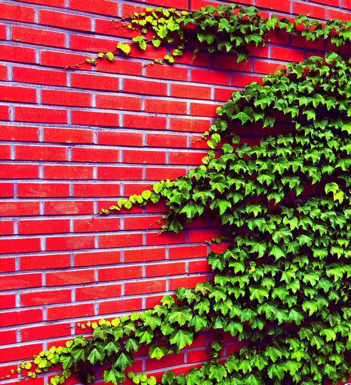 Boston Ivy Seeds - 50 Count, Climbing Vine, Parthenocissus tricuspidata, Easy to Grow, Green Foliage, Garden Cover, Fast-Growing