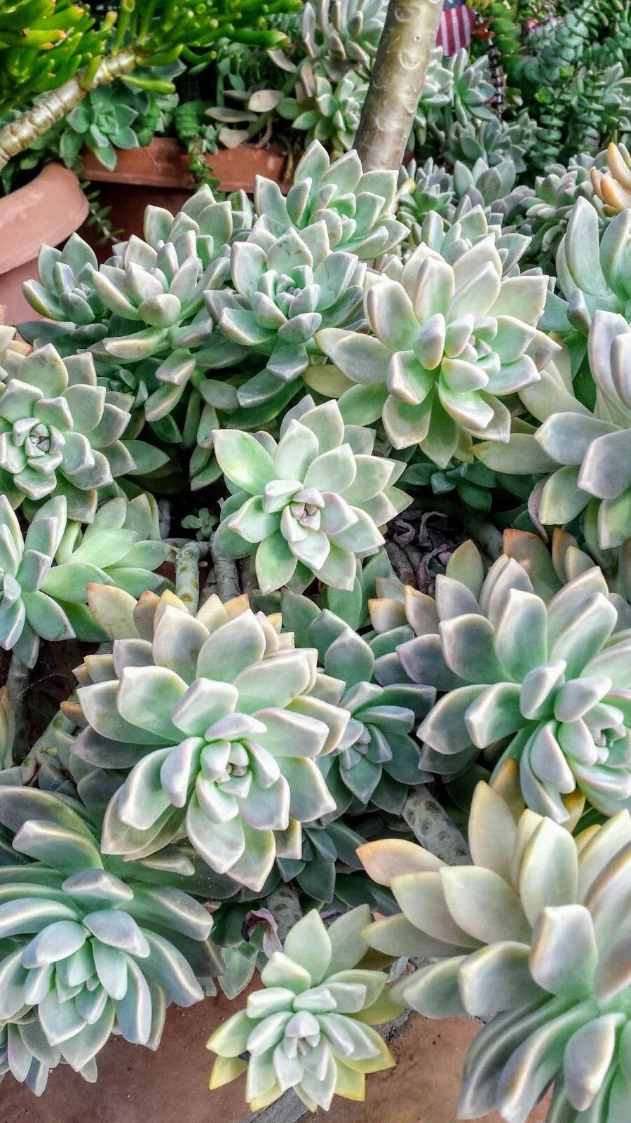 Succulent Cuttings Assortment – 6 Unique Varieties with Bonus – Indoor & Outdoor Drought-Resistant Succulents – Echeveria, Sedum, Crassula