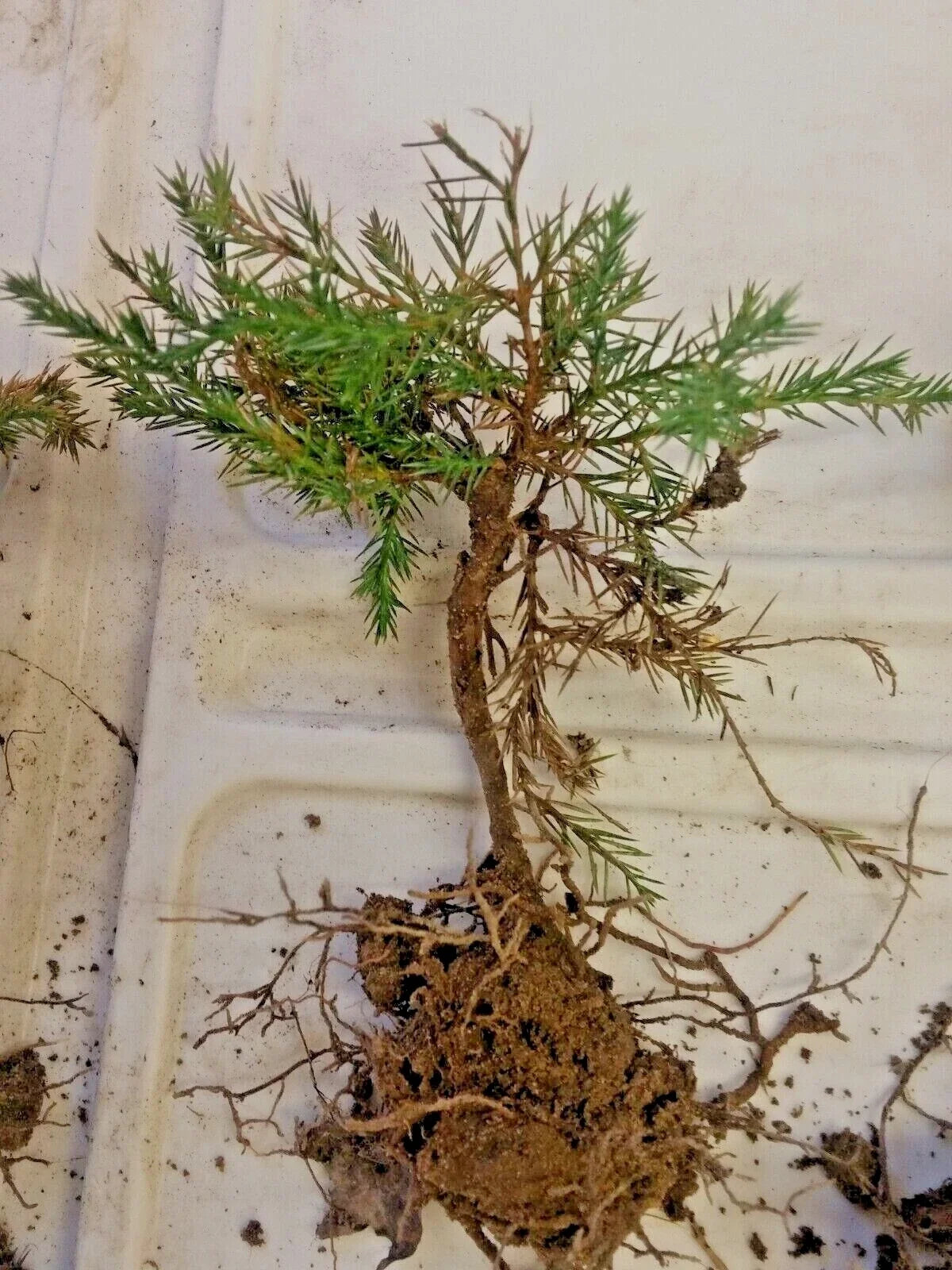 Eastern Red Cedar Pre-Bonsai Tree, Juniperus virginiana, 4-inch Pot, Hardy Evergreen, Indoor Outdoor Bonsai Plant